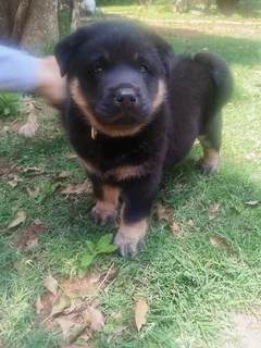 Labrador mix Chow Puppy