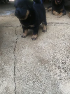 Labrador mix Chow Puppy