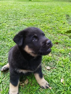 Labrador Mix Chow Puppy