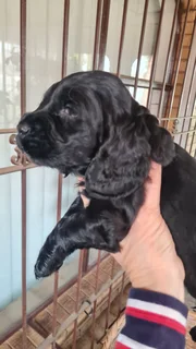 Spaniel - Ad posted by Mariaan F