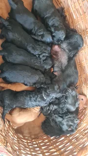 Spaniel - Ad posted by Mariaan F