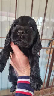 Spaniel - Ad posted by Mariaan F