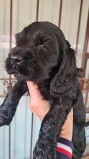 Spaniel - Ad posted by Mariaan F