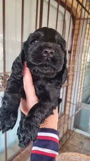 Spaniel - Ad posted by Mariaan F