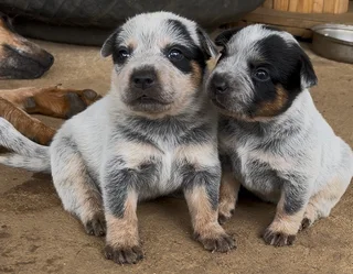 Australian Cattle Dog Puppies