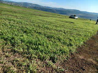 Farm fresh All Seasons Evergreen instant