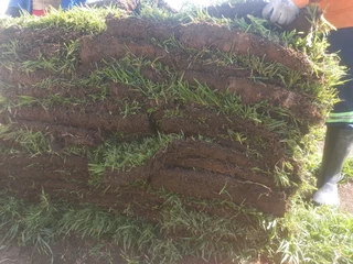 Farm fresh All Seasons Evergreen instant