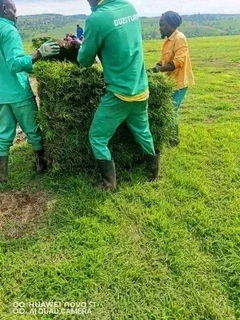 All Seasons Evergreen instant lawn