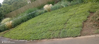 All seasons Farm fresh Evergreen instant lawn