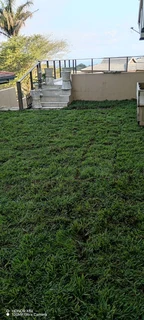 Farm fresh Evergreen Instant lawn