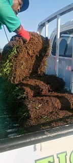 Farm fresh Evergreen Instant lawn