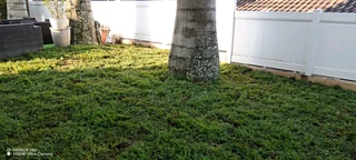Farm fresh Evergreen Instant lawn
