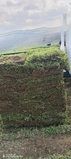 Farm fresh Evergreen Instant lawn