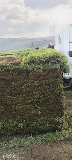 Farm fresh Evergreen Instant lawn