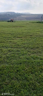 Farm fresh Evergreen Instant lawn