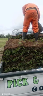 farm fresh evergreen instant lawn