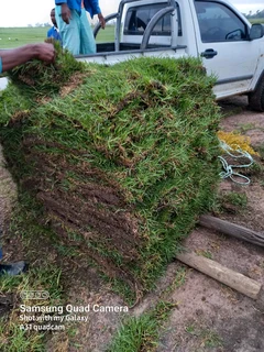 Farm fresh evergreen instant lawn