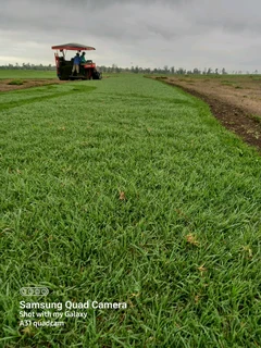 Farm fresh evergreen instant lawn