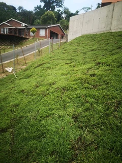 Farm fresh evergreen grass