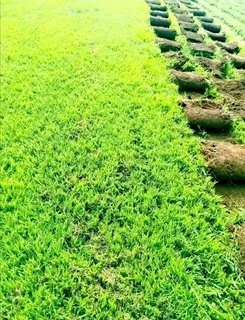 Fresh instant lawn