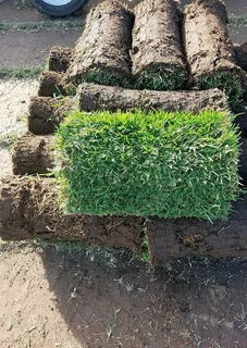 Evergreen instant lawn