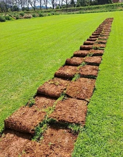 Evergreen instant lawn