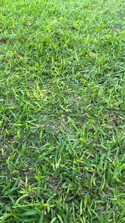 Evergreen instant lawn