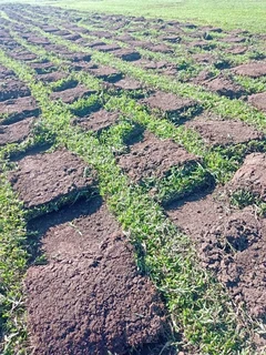 Fresh evergreen grass