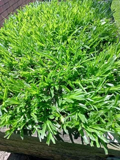Fresh evergreen grass