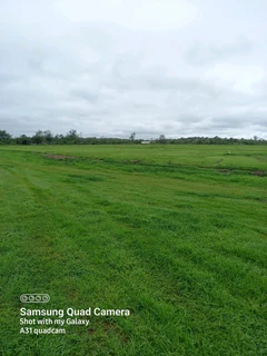 Fresh evergreen instant lawn