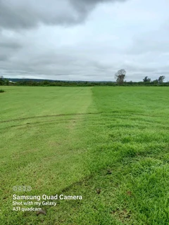 Fresh evergreen instant lawn