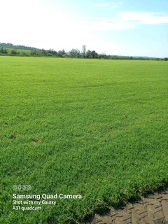 Fresh evergreen instant lawn