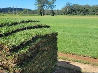 Farm fresh evergreen instant lawn