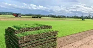 Farm fresh evergreen instant lawn