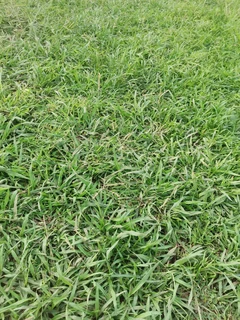 Farm fresh evergreen instant lawn