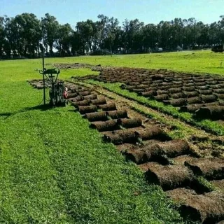 Farm fresh evergreen instant lawn