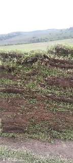 Farm Evergreen Instant lawn