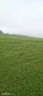 Berea shade, kikuyu, Royal blue and Buffalo. Evergreen Grass