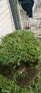 Berea shade, kikuyu, Royal blue and Buffalo. Evergreen Grass