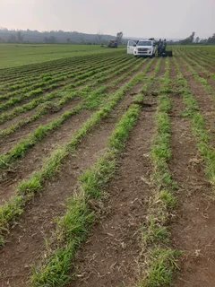 Berea shade, kikuyu, Royal blue and Buffalo. Evergreen Grass