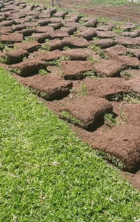 Berea shade, kikuyu, Royal blue and Buffalo. Evergreen Grass