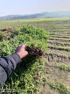 Kikuyu, Berea shade LM, Royal blue and Buffalo