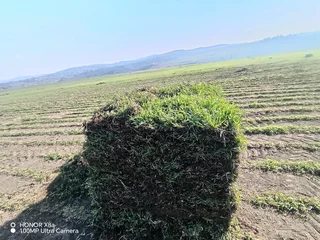 Kikuyu, Berea shade LM, Royal blue and Buffalo