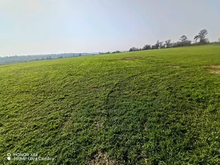 Kikuyu, Berea shade LM, Royal blue and Buffalo