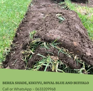 Kikuyu, Berea shade LM, Royal blue and Buffalo
