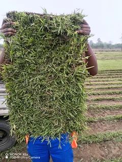 farm fresh evergreen instant lawn