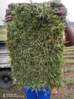 farm fresh evergreen instant lawn