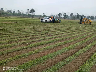 farm fresh evergreen instant lawn