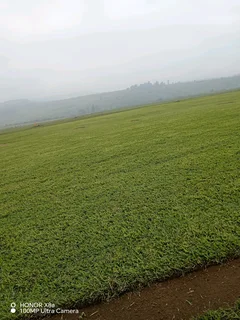 farm fresh evergreen instant lawn