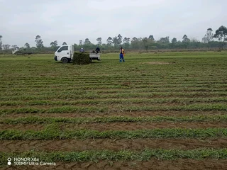 farm fresh evergreen instant lawn